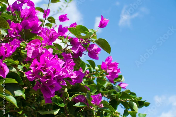 Obraz ブーゲンビリア