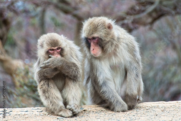 Fototapeta 見せろよ！　いやだよ～。