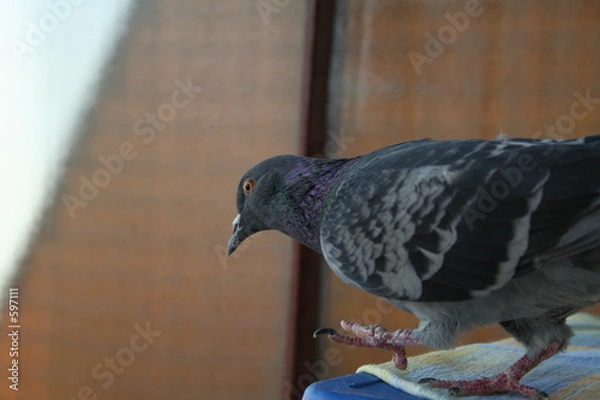 Obraz pigeon