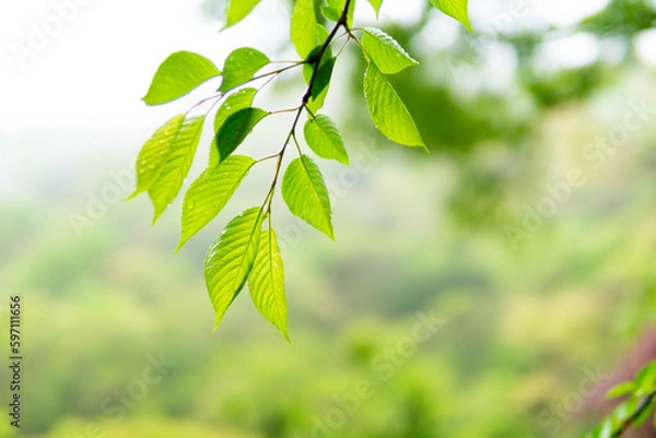 Fototapeta 雨と新緑の葉