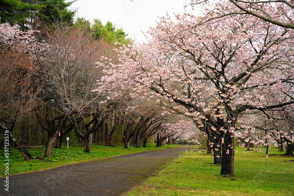 Fototapeta 桜の名所　森町のオニウシ公園