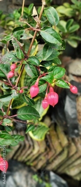 Obraz red and yellow flower