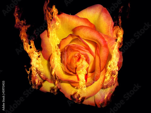 Obraz Brennende Rose