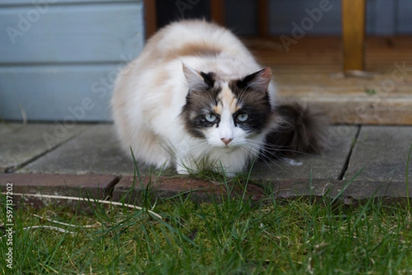 Fototapeta Porträt einer hübschen blauäugigen Langhaar Katze