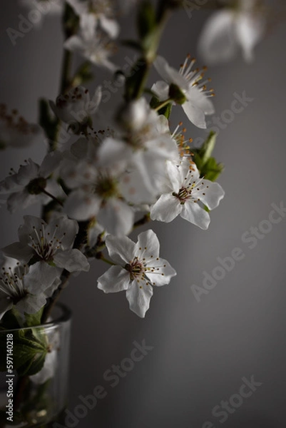 Fototapeta Cherry blossom in glass studio light. Fragile pink cherry blossom twigs in glass vase on gray background.