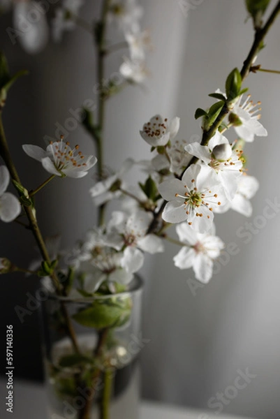 Fototapeta Cherry blossom in glass studio light. Fragile pink cherry blossom twigs in glass vase on gray background.