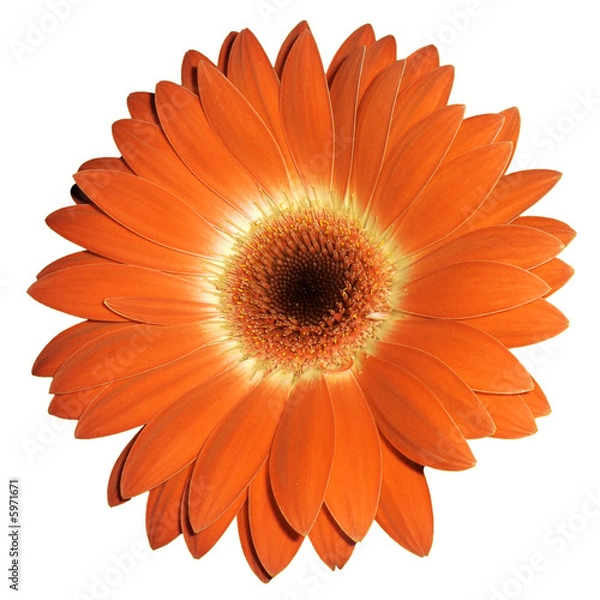 Obraz gerbera arancione