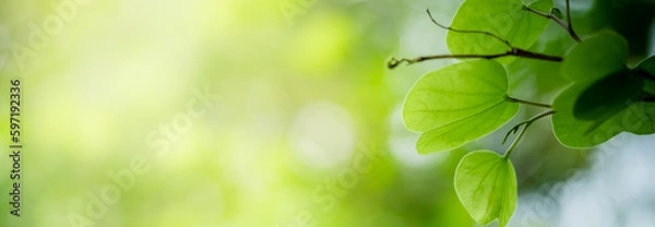 Fototapeta Beautiful nature view of green leaf on blurred greenery background in garden and sunlight with copy space using as background natural green plants landscape, ecology, fresh wallpaper concept.