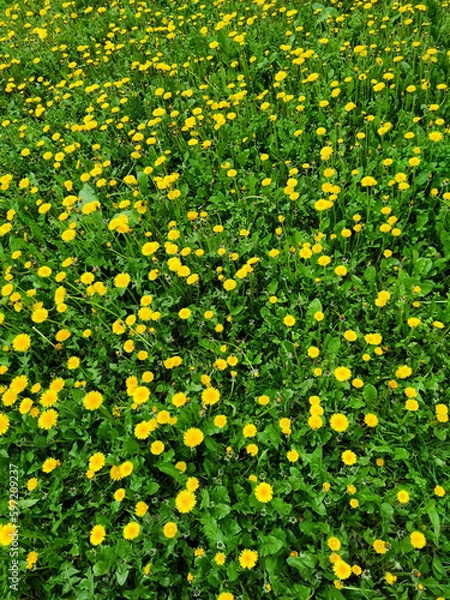 Obraz Green grass meadow with bright yellow dandelions on a spring day