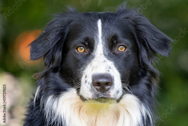Fototapeta Border Collie portrait