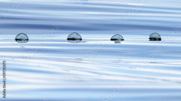 Obraz By-the-Wind Sailor, Velella