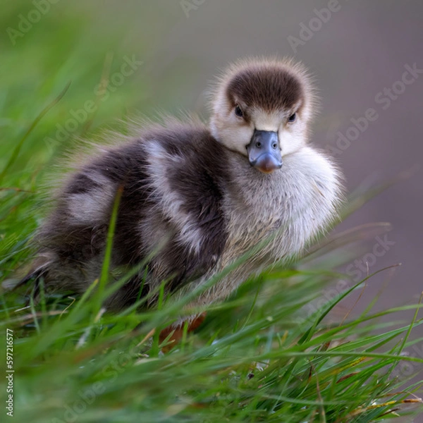 Obraz Egyptian Goose