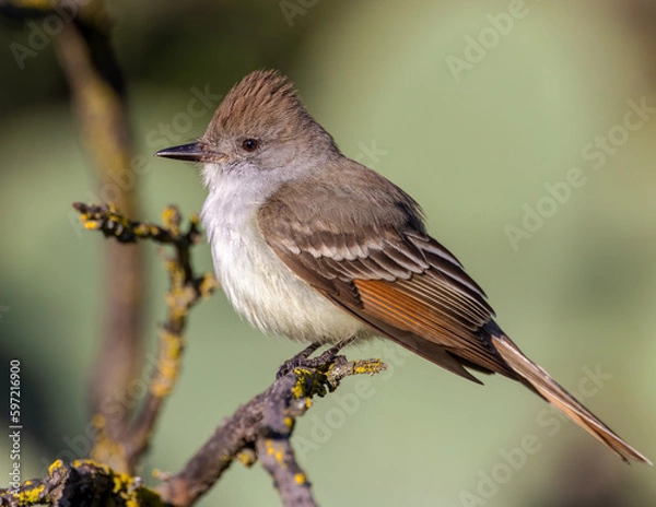 Obraz Ash Throated Flycatcher