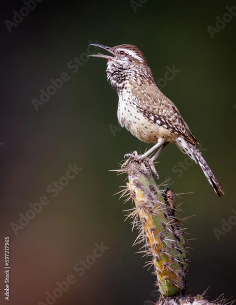 Obraz Cactus Wren