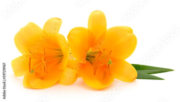 Fototapeta Two yellow lilies.