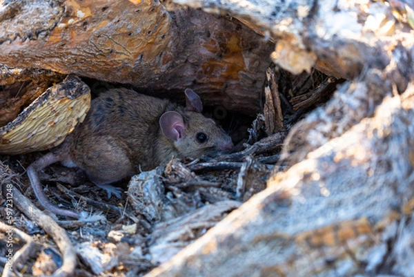 Fototapeta White throated wood rat, Neotoma albigula, AKA pack rat. A medium large rodent native to the American Southwest. Found hiding amongst a patch of prickly pear cactus. Pima County, Tucson, Arizona, USA.