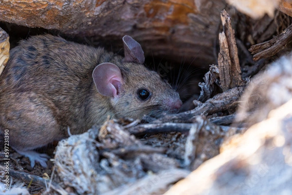 Fototapeta White throated wood rat, Neotoma albigula, AKA pack rat. A medium large rodent native to the American Southwest. Found hiding amongst a patch of prickly pear cactus. Pima County, Tucson, Arizona, USA.
