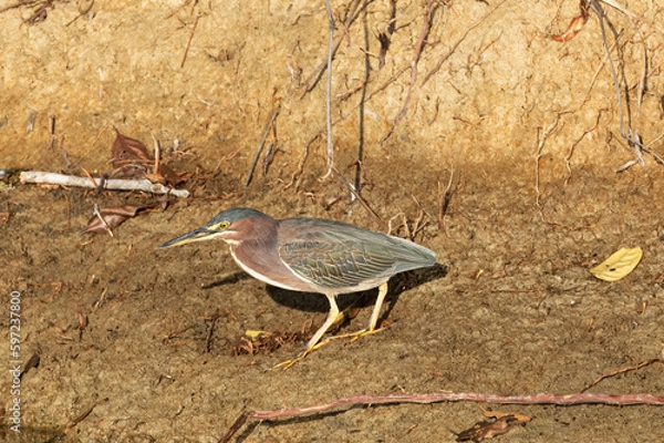 Obraz green heron walking by stream