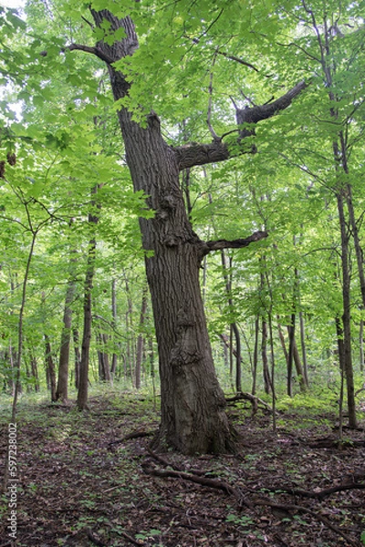 Fototapeta unique old tree in the forest