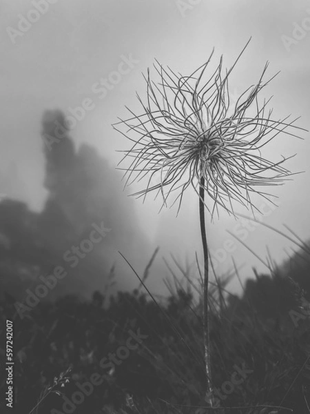 Fototapeta Beautiful wild flower Pulsatilla grandis, Pasque Flower. Carpathian mountains. Mount Shpytsi. Ukraine.