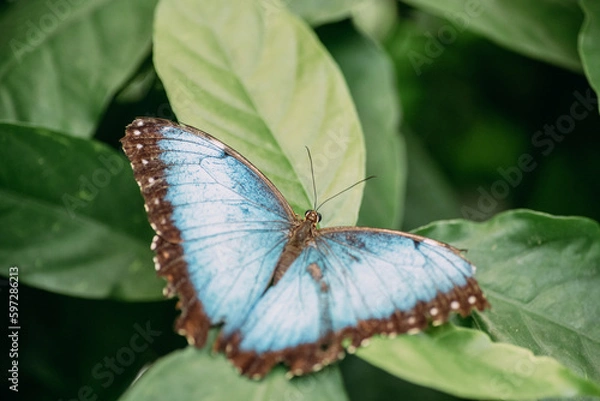 Fototapeta Blauer Morphofalter