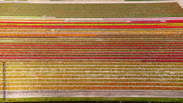 Fototapeta Tulip fields with reds, yellows, greens, purples and oranges in full bloom near Amsterdam (Bollenstreek), Holland, The Netherlands