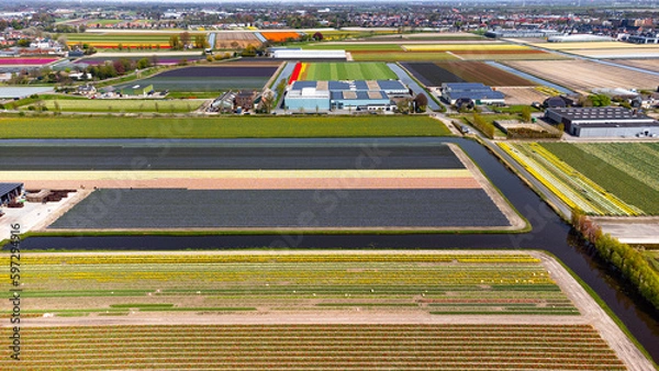 Fototapeta Tulip fields with reds, yellows, greens, purples and oranges in full bloom near Amsterdam (Bollenstreek), Holland, The Netherlands