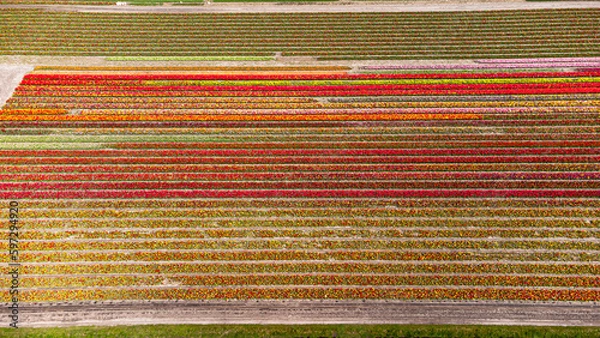 Fototapeta Tulip fields with reds, yellows, greens, purples and oranges in full bloom near Amsterdam (Bollenstreek), Holland, The Netherlands