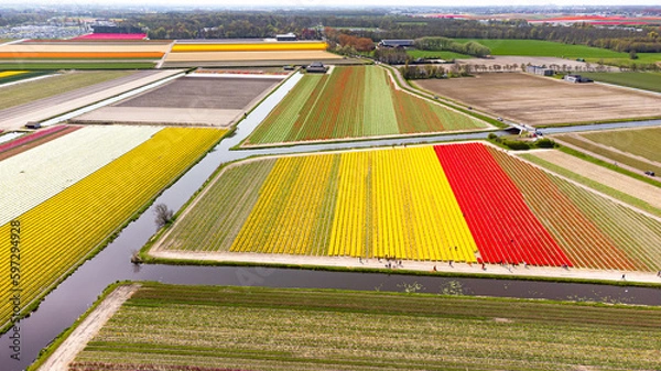 Fototapeta Tulip fields with reds, yellows, greens, purples and oranges in full bloom near Amsterdam (Bollenstreek), Holland, The Netherlands
