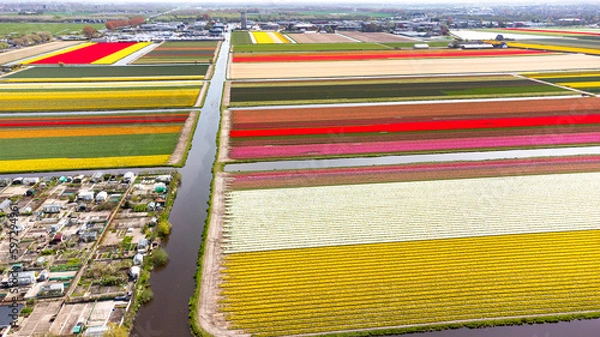 Fototapeta Tulip fields with reds, yellows, greens, purples and oranges in full bloom near Amsterdam (Bollenstreek), Holland, The Netherlands