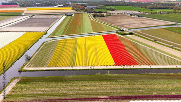 Fototapeta Tulip fields with reds, yellows, greens, purples and oranges in full bloom near Amsterdam (Bollenstreek), Holland, The Netherlands