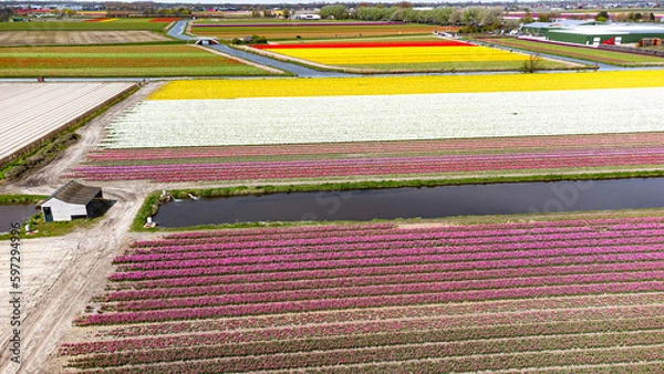 Fototapeta Tulip fields with reds, yellows, greens, purples and oranges in full bloom near Amsterdam (Bollenstreek), Holland, The Netherlands