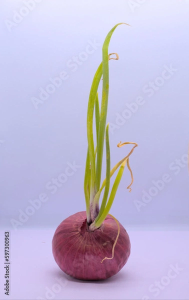 Obraz Sprouted onion on white background