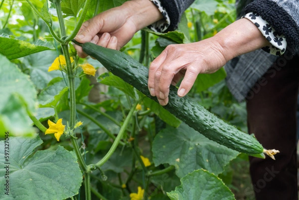 Fototapeta picking cucumber in the greenhouse