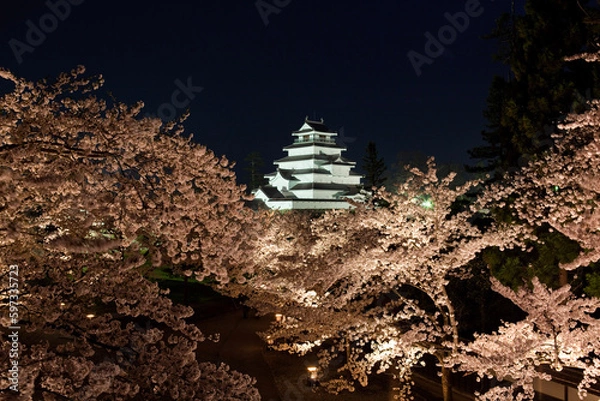 Fototapeta 桜の中に鶴ヶ城夜景