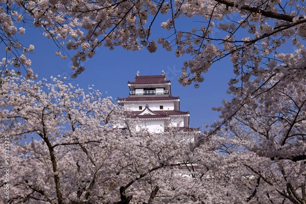 Obraz 桜と鶴ヶ城