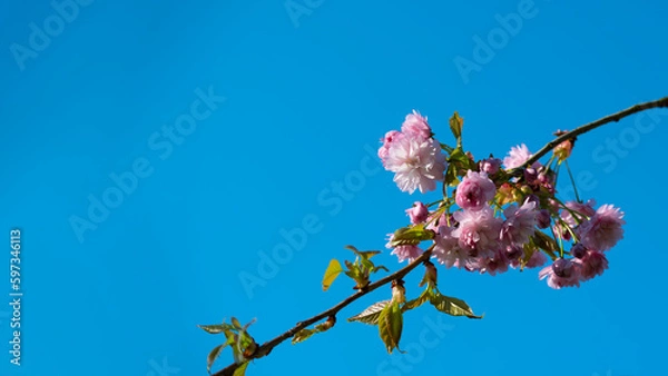 Fototapeta Spring nature scene background with cherry blossoms