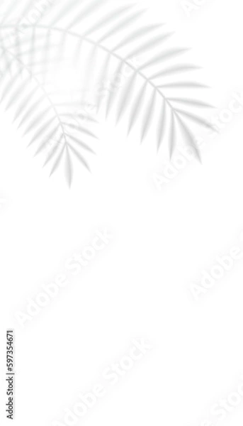 Fototapeta Vector Palm Leaf Shadow Casted On The Wall With Text Space. 