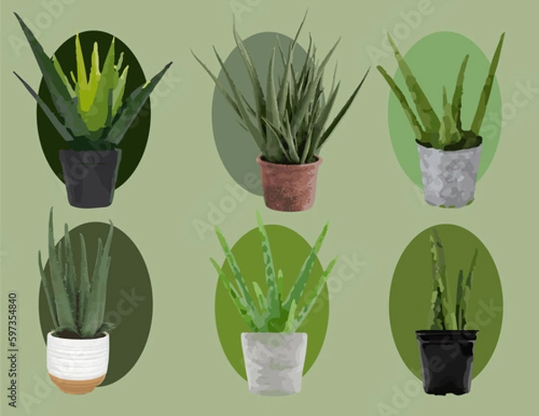 Obraz Aloe Vera set in Pots