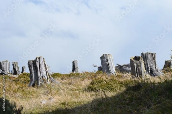 Fototapeta Tree stumps