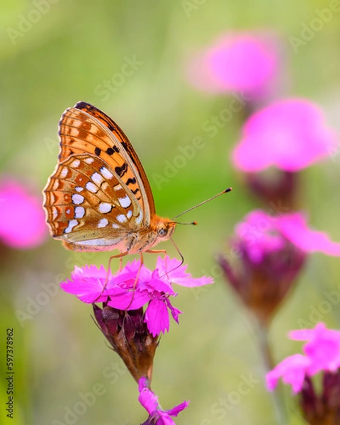 Obraz Fabriciana adippe - the high brown fritillary on Carthusian pink - Dianthus carthusianorum