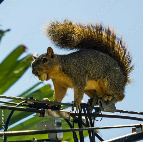 Obraz squirrel eating nut