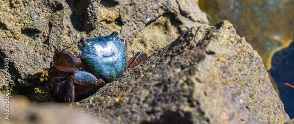 Obraz stone wall crab 
