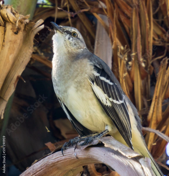 Obraz bird on a branch