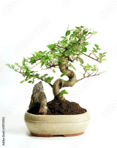 Obraz Bonsai