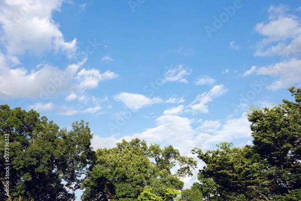 Fototapeta 空と林