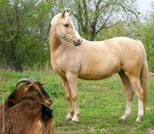 Fototapeta Photograph of a full length palomino Welsh pony with a small Cameroon goat. Looking to one side