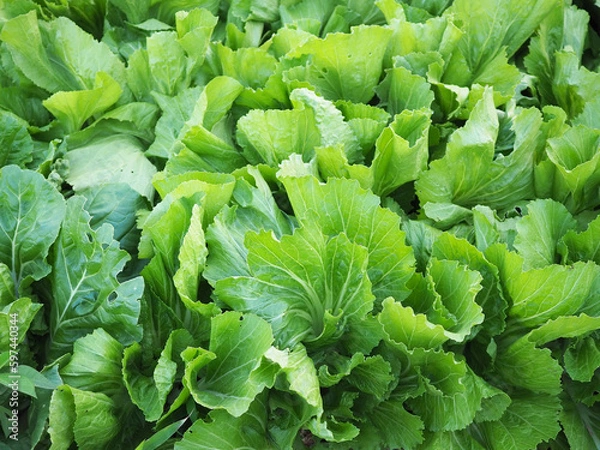 Obraz Mustard greens with large leaves in organic garden for the concept of growing vegetables for healthy. Closeup photo, blurred.