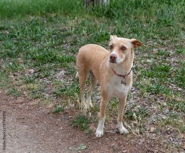 Fototapeta A portrait of an adorable dog looking frightened to the camera