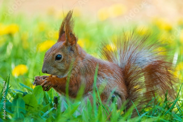 Obraz Cute red squirrel with nut